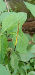 Ceriagrion fallax