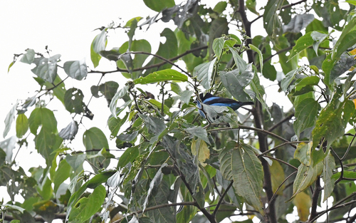 Turquoise Dacnis (Dacnis hartlaubi), photo 10