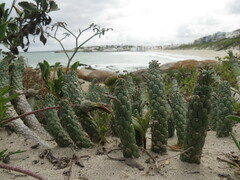 Euphorbia caput-medusae