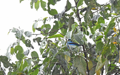 Dacnis hartlaubi