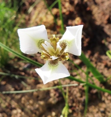 Moraea tricuspidata