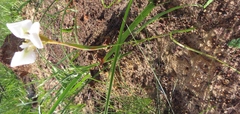 Moraea tricuspidata