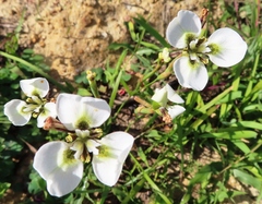 Moraea tricuspidata