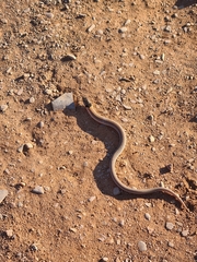 Pygopus schraderi