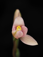Thelymitra carnea