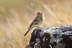 Linaria flavirostris