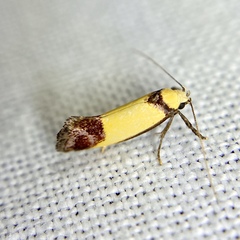 Crepidosceles timalphes