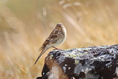 Linaria flavirostris