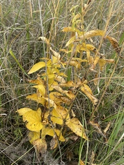 Clematis integrifolia