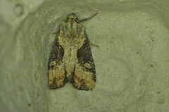Lateroligia ophiogramma