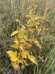 Clematis integrifolia