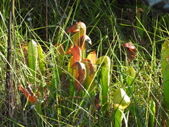 Sarracenia minor