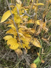 Clematis integrifolia