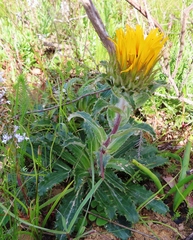 Berkheya armata