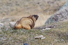 Marmota