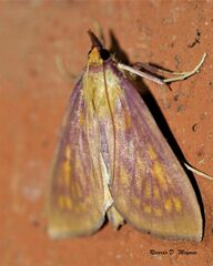 Pyraustinae