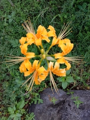Lycoris aurea
