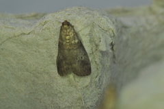 Acrobasis
