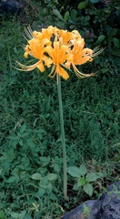 Lycoris aurea
