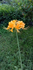 Lycoris aurea