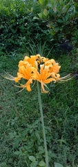 Lycoris aurea