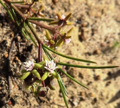 Eustegia minuta