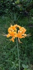 Lycoris aurea