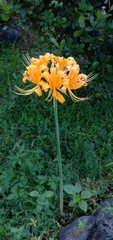 Lycoris aurea