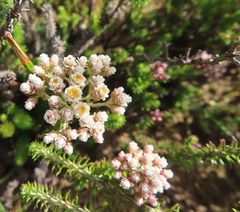 Helichrysum teretifolium