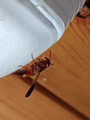 Rhynchium oculatum
