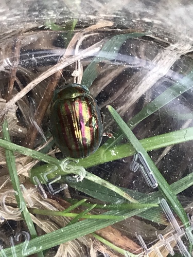 Chrysolina americana