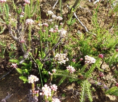 Helichrysum teretifolium