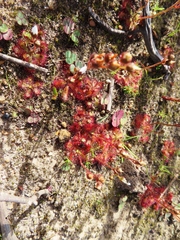 Drosera trinervia