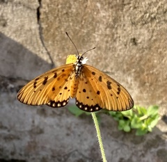 Acraea terpsicore
