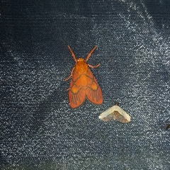 Ammatho cuneonotatus