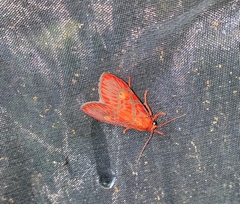 Ammatho cuneonotatus