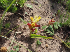 Lachenalia lutea