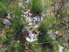 Stigmochelys pardalis