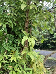Syngonium