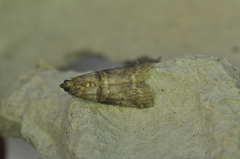 Acrobasis angusella