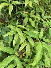Syngonium