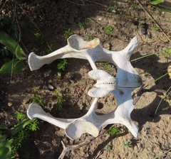 Stigmochelys pardalis