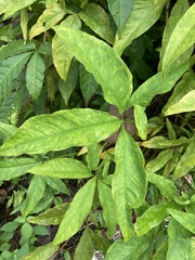Syngonium