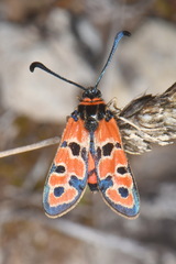 Zygaena fausta