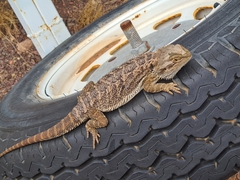 Pogona vitticeps