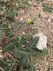 Tribulus terrestris
