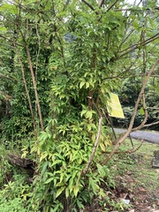 Syngonium