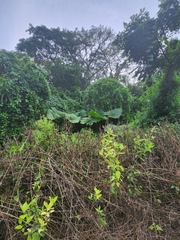 Xanthosoma robustum