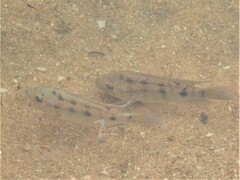 Oreochromis