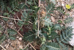 Tribulus terrestris